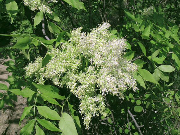 jaseň mannový Fraxinus ornus L.