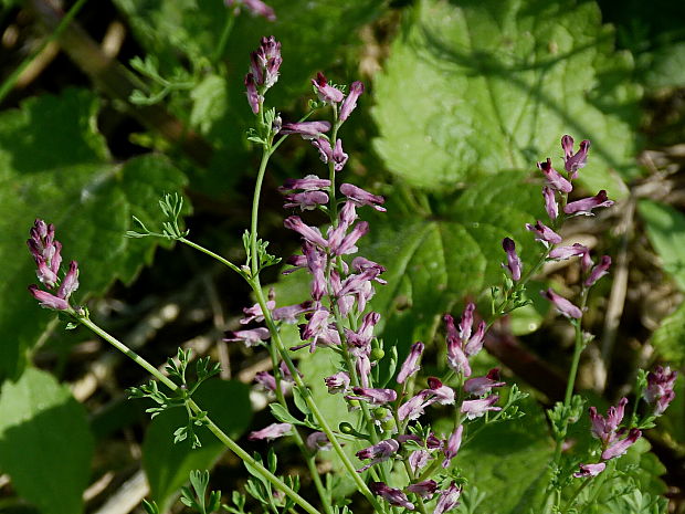 zemedym lekársky Fumaria officinalis L.