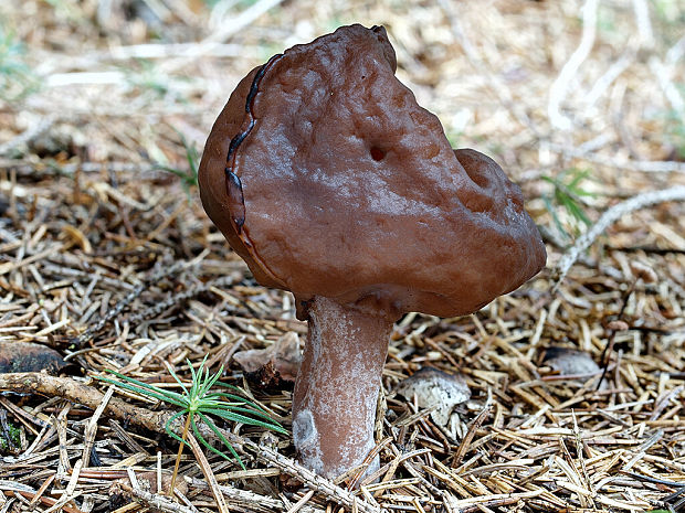 ušiak mitrovitý Gyromitra infula (Schaeff.) Quél.