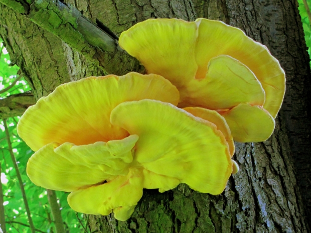 sírovec obyčajný-Sírovec žlutooranžový  Laetiporus sulphureus (Bull.) Murrill