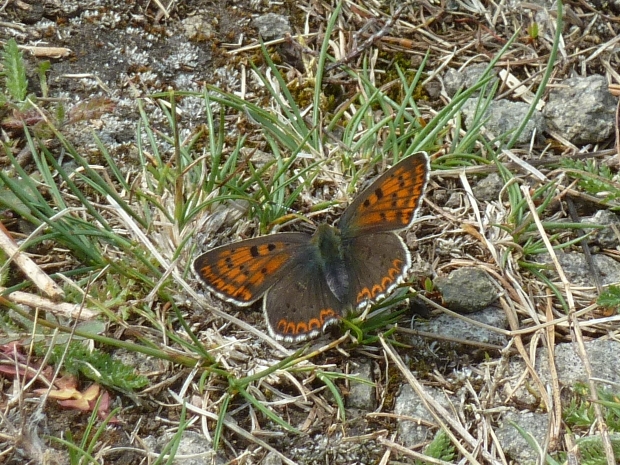 ohniváčik čiernoškvrnný Lycaena tityrus Poda, 1761