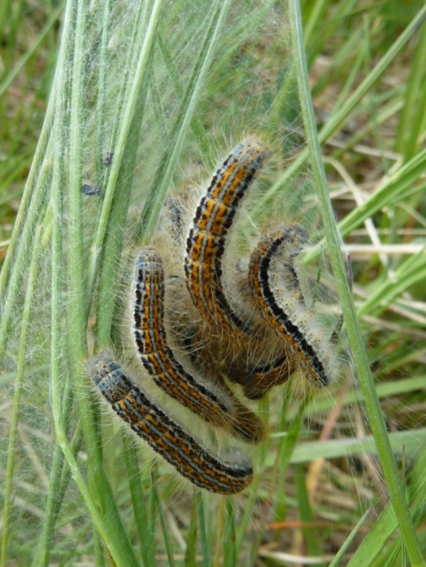 priadkovec obrúčkatý Malacosoma neustria Linnaeus, 1758