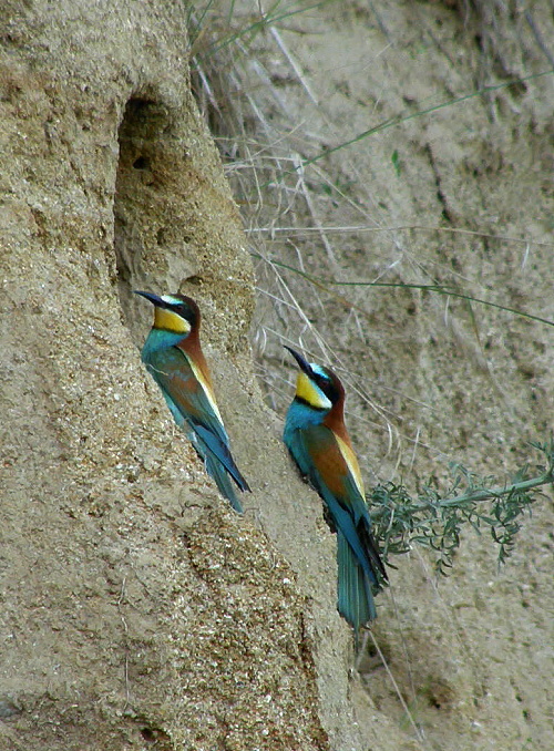 vlha pestrá Merops apiaster