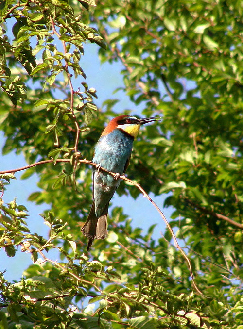 vlha pestrá Merops apiaster