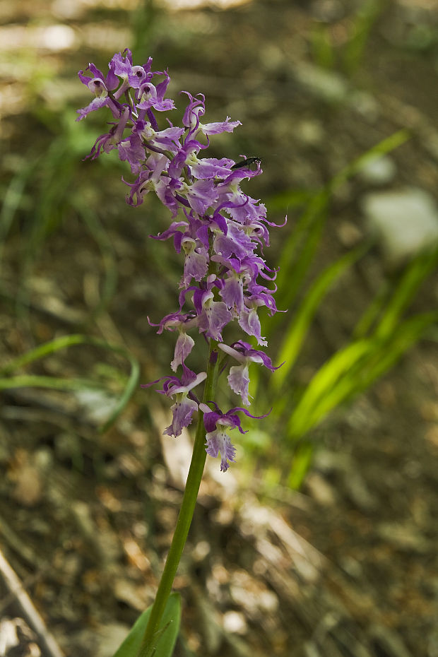 vstavač mužský poznačený Orchis mascula subsp. signifera (Vest) Soó