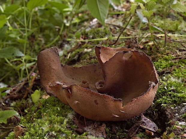 čiaška podvojná Phylloscypha phyllogena (Cooke) Van Vooren