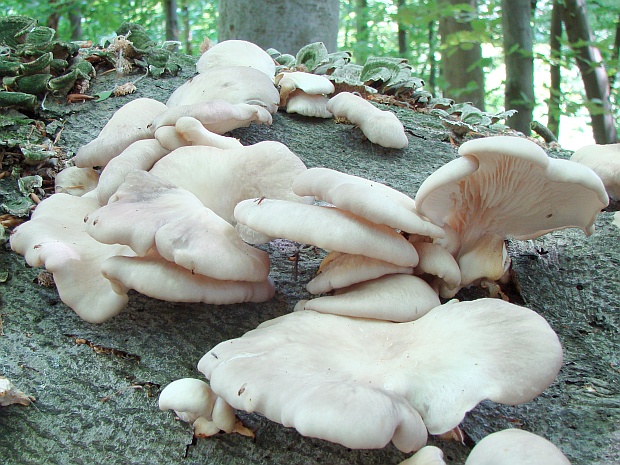 hliva buková Pleurotus pulmonarius (Fr.) Quél.