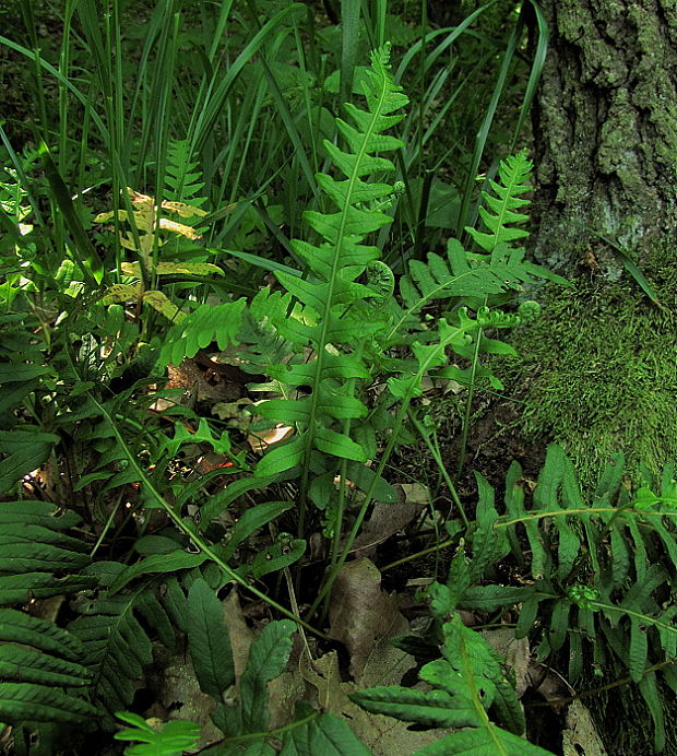 sladič obyčajný Polypodium vulgare L.