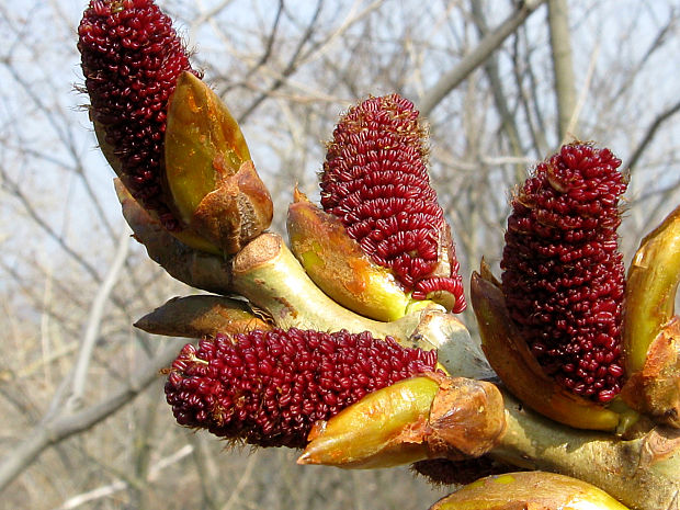 topoľ čierny Populus nigra L.