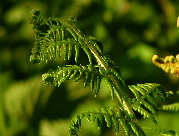 orličník obyčajný Pteridium aquilinum (L.) Kuhn