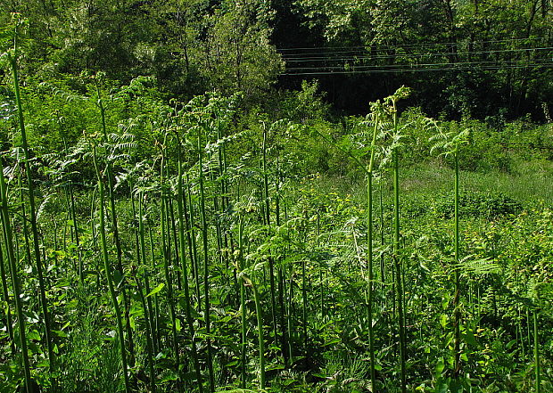 orličník obyčajný Pteridium aquilinum (L.) Kuhn