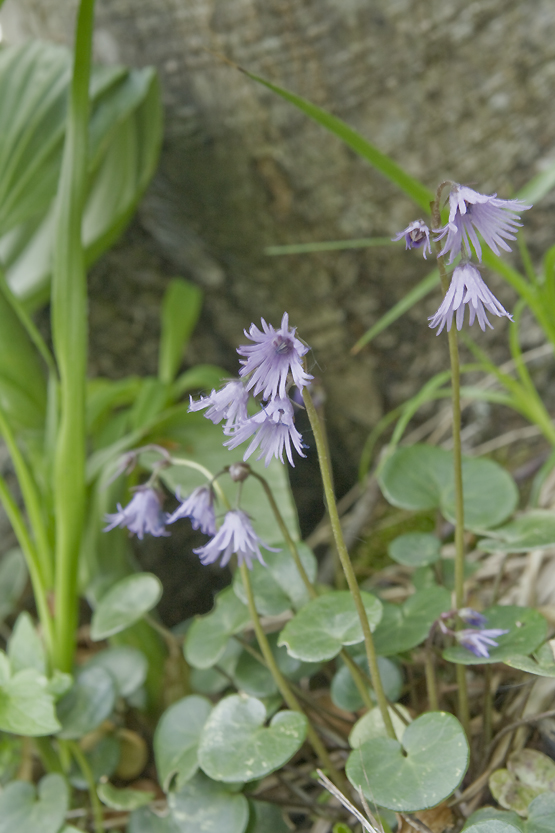 soldanelka Soldanella sp.