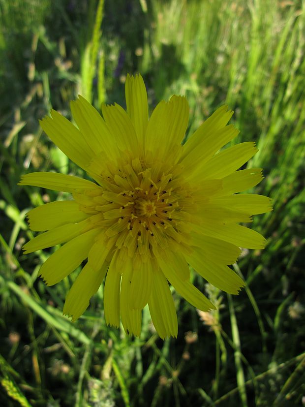 kozobrada lúčna Tragopogon pratensis L.