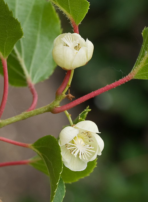 kiwi Actinidia deliciosa (A. Chev.) C. F. Liang & A. R.