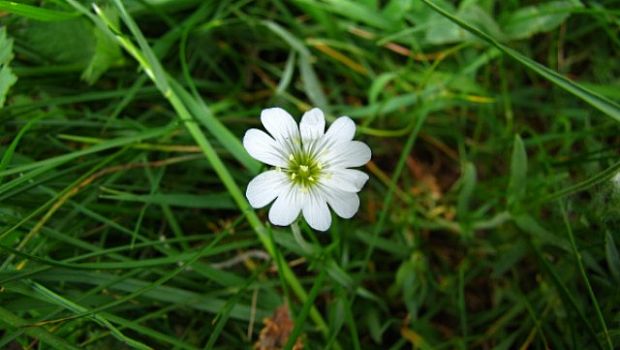 piesočnica veľkokvetá? Arenaria grandiflora L.