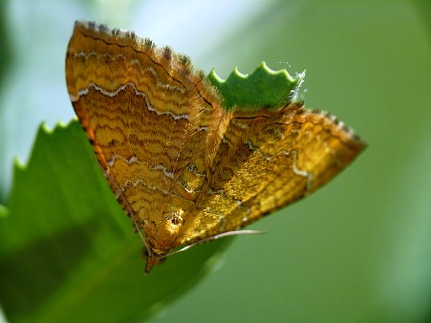 piadivka žihľavová Camptogramma bilineata Linnaeus,1758