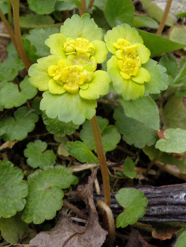 slezinovka striedavolistá Chrysosplenium alternifolium L.