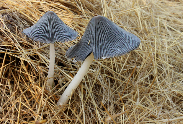 hnojník Coprinopsis sp.