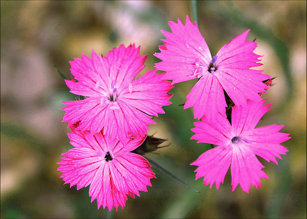 klinček kartuziánsky Dianthus carthusianorum L.