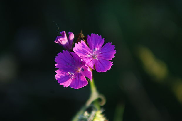 klinček kartuziánsky Dianthus carthusianorum L.