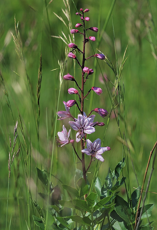 jasenec biely Dictamnus albus L.