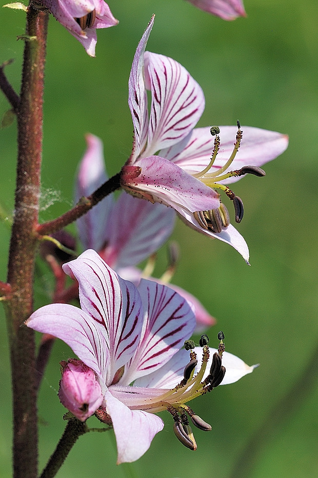 jasenec biely Dictamnus albus L.