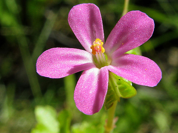 pakost lesklý Geranium lucidum L.