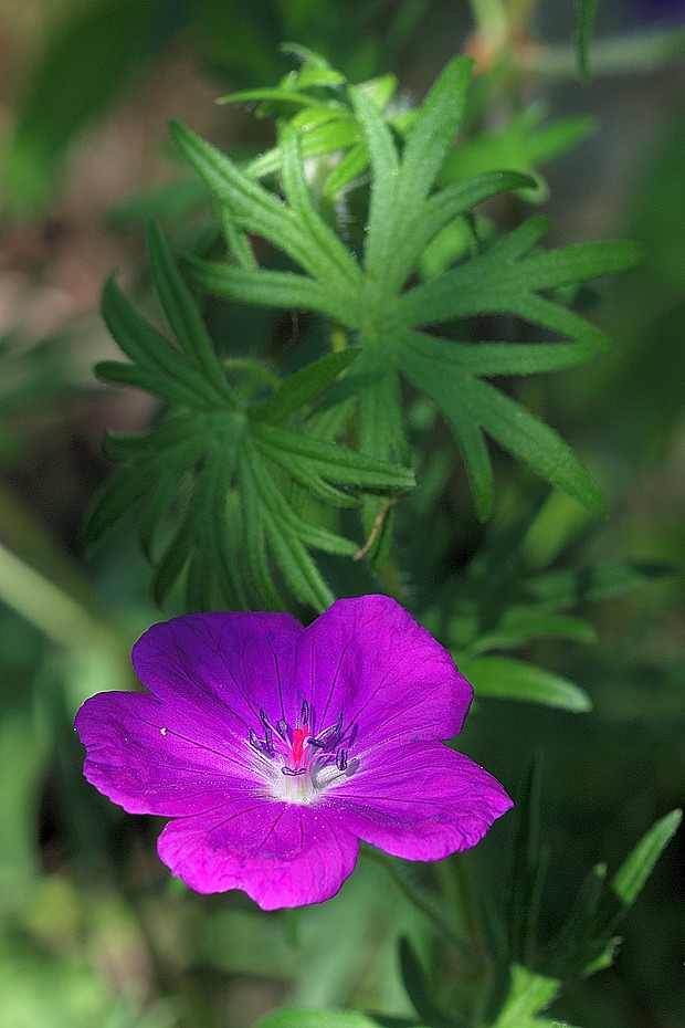 pakost krvavý  Geranium sanguineum L.