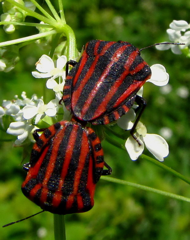 bzdocha pásavá Graphosoma italicum