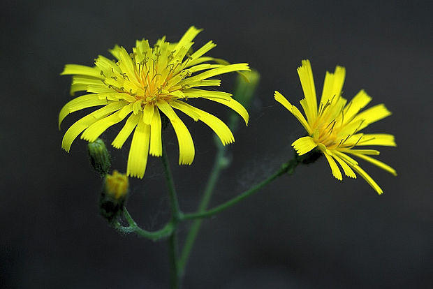 jastrabník  Hieracium sp.