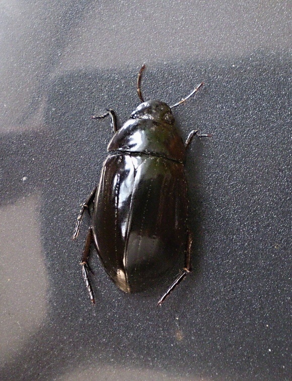 vodomil Hydrochara caraboides