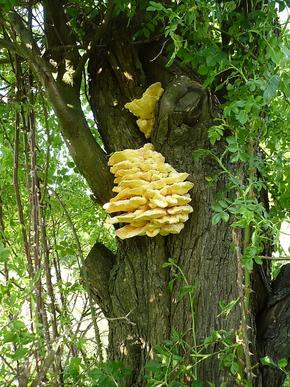 sírovec obyčajný Laetiporus sulphureus (Bull.) Murrill