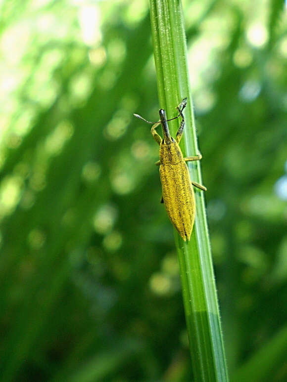 rýhonosec zelený (cz) Lixus iridis