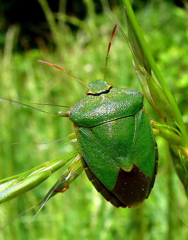 bzdocha zelená Palomena viridissima