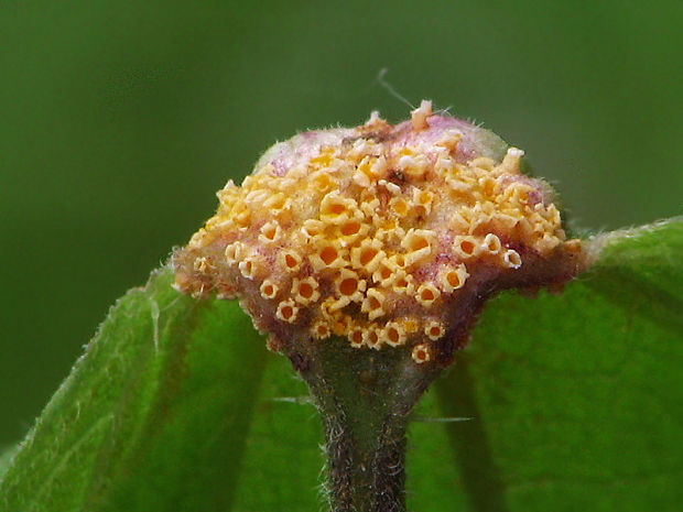 hrdza Puccinia sp.