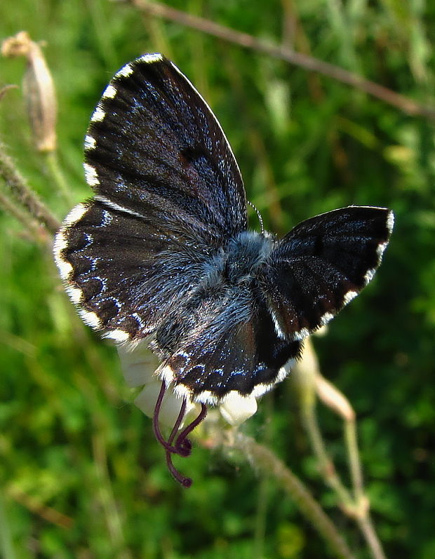 modráčik rozchodníkový Scolitantides orion, Pallas, 1771