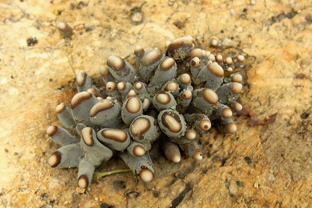 drevnatec štíhly Xylaria longipes Nitschke