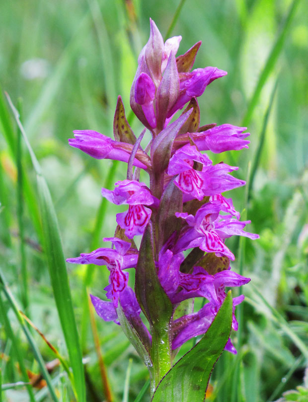 vstavačovec májový pravý  Dactylorhiza majalis..