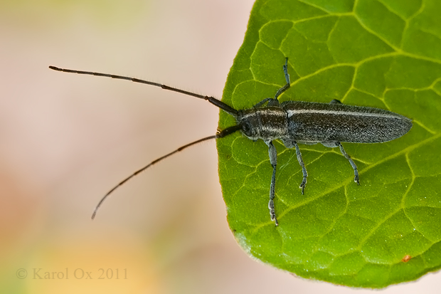 vrzunik Agapanthia cardui Linnaeus, 1767