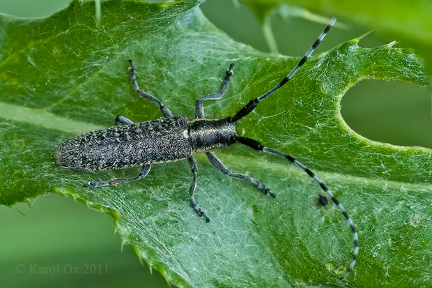 vrzúnik úzkoštíty Agapanthia villosoviridescens DeGeer, 1775