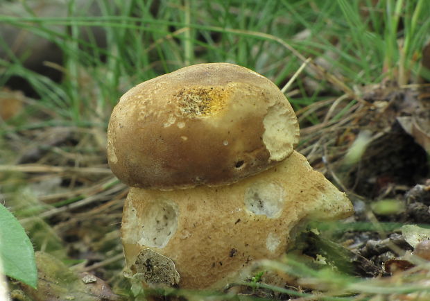 hríb dubový Boletus reticulatus Schaeff.