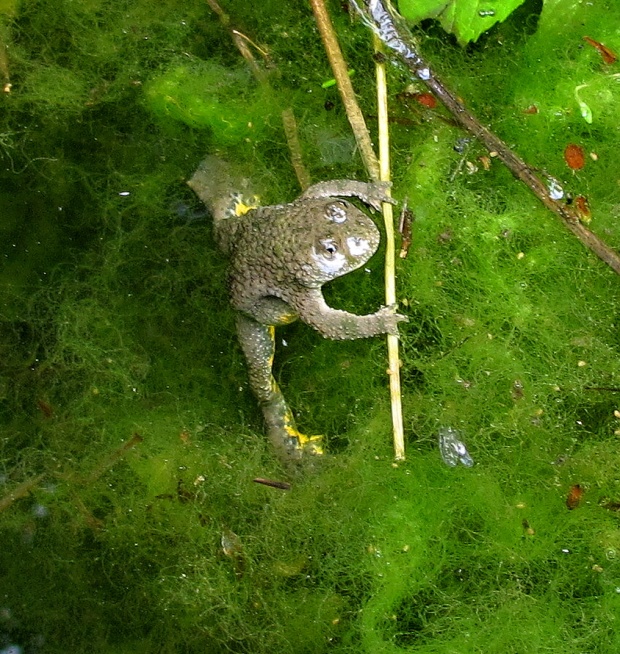 kunka žltobruchá  Bombina variegata