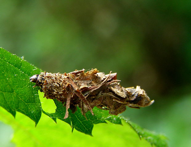 vreckovec trávový Canephora hirsuta