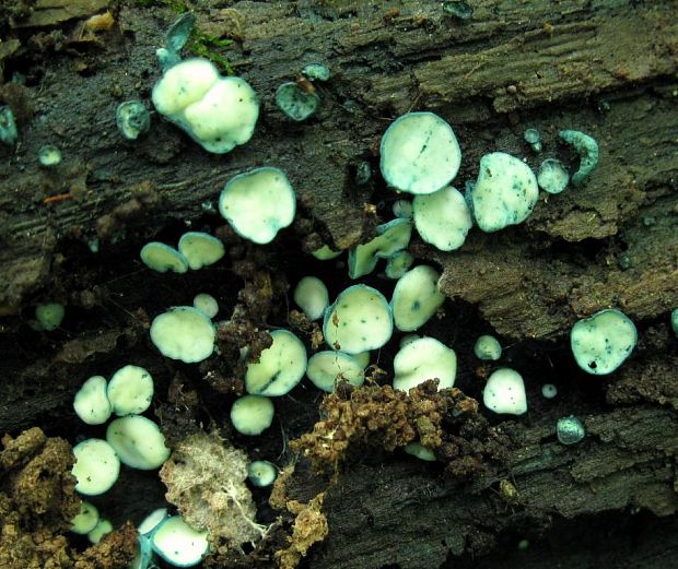 zelenica Chlorociboria sp.