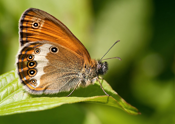 očkáň medničkový Coenonympha arcania