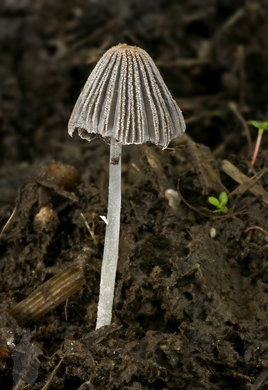 hnojník Coprinus sp.