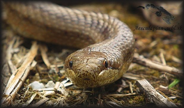 užovka hladká Coronella austriaca