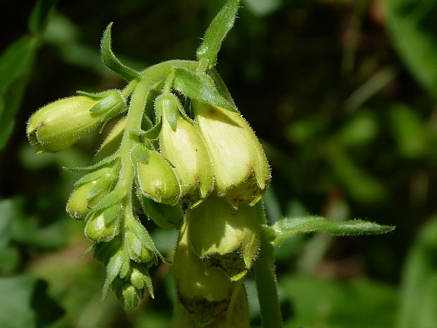 náprstník veľkokvetý Digitalis grandiflora Mill.