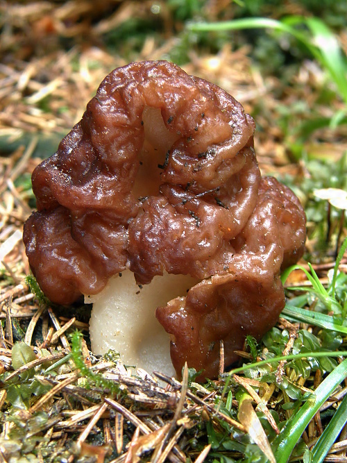 ušiak obyčajný Gyromitra esculenta (Pers.) Fr.