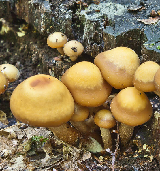 šupinačka menlivá Kuehneromyces mutabilis (Schaeff.) Singer & A.H. Sm.